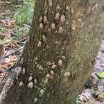 image for The invasive Spotted Lanternfly spotted on the Appalachian Trail in PA