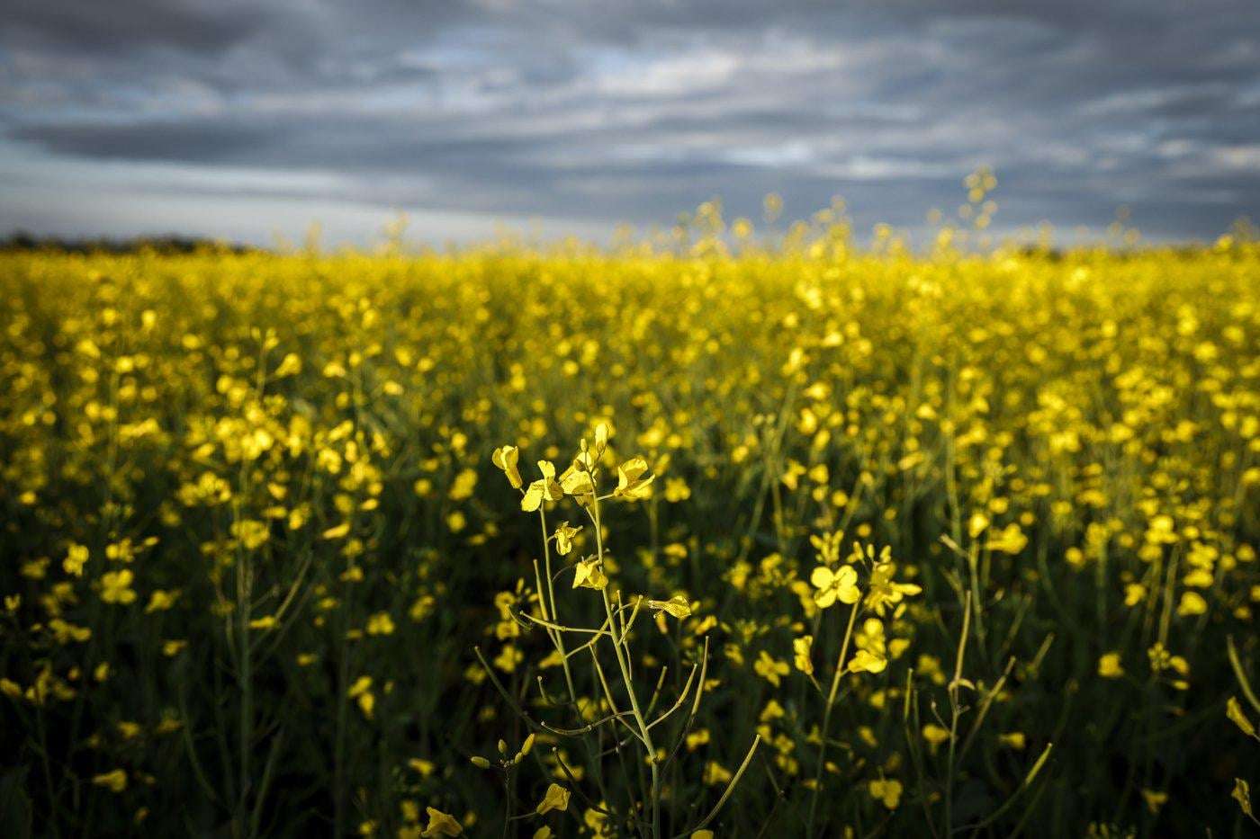 image for China announces 75.8% tariffs on Canadian canola
