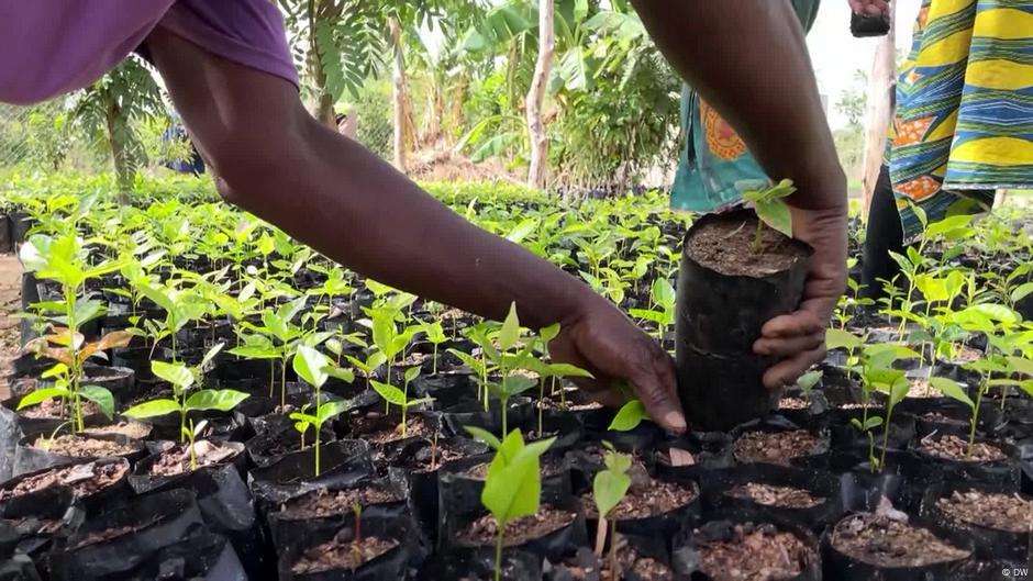 image for Reviving forests in northern Ghana with natural regeneration – DW – 07
