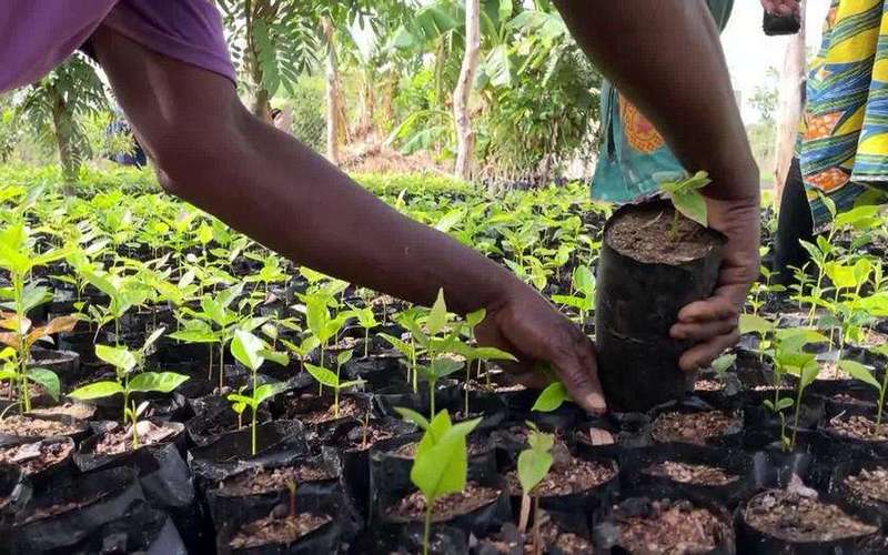 image for Reviving forests in northern Ghana with natural regeneration – DW – 07