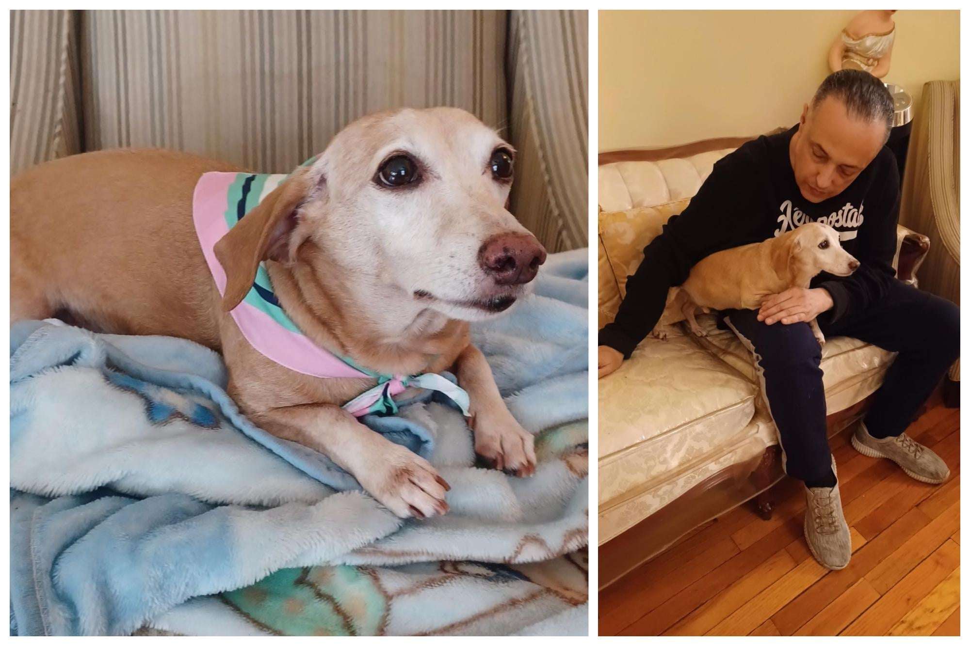 image for Chicagoans Unite To Expand Search For Bam Bam, The Service Dog Stolen From A Blind Man