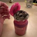image for [OC] My hamster climbed into a gum jar and now can’t get out
