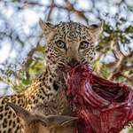 image for [OC] Found this leopard in Kruger last week