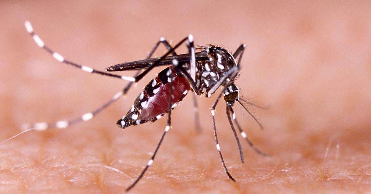 image for Las Vegas' growing mosquito problem is 'a ticking time bomb'