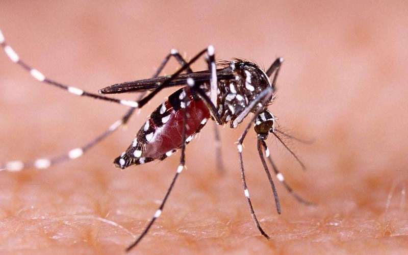 image for Las Vegas' growing mosquito problem is 'a ticking time bomb'