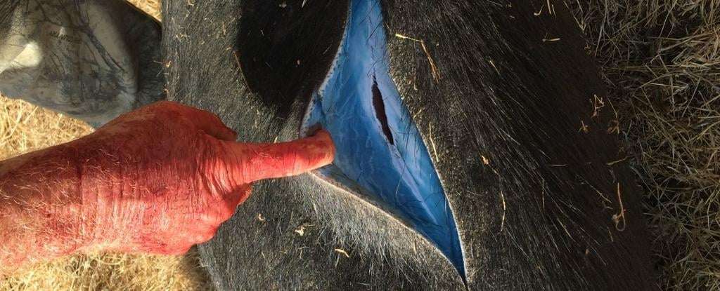 image for Wild Pigs Turn 'Neon Blue' in California, Triggering Warnings