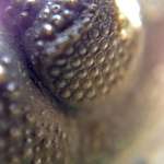 image for Close-up of a trilobite compound eye, the first known animal with eyes [OC]
