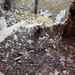 image for Went to the zoo, had a hard time finding the snake. Class A camouflage!