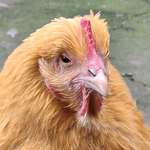 image for I saw a chicken in Darlington that looks like Trump