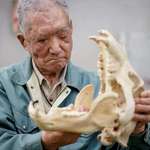 image for Japanese man and the skull of the bear that attacked him and took one his eyes - He culls them now.