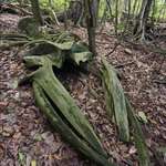 image for A whale skeleton in the middle of a rainforest in Osa Peninsula, Costa Rica.