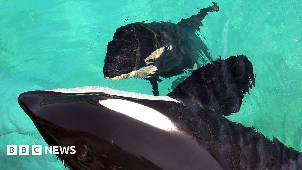 image for Marineland orcas: Male 'sexually stimulated' to avoid inbreeding