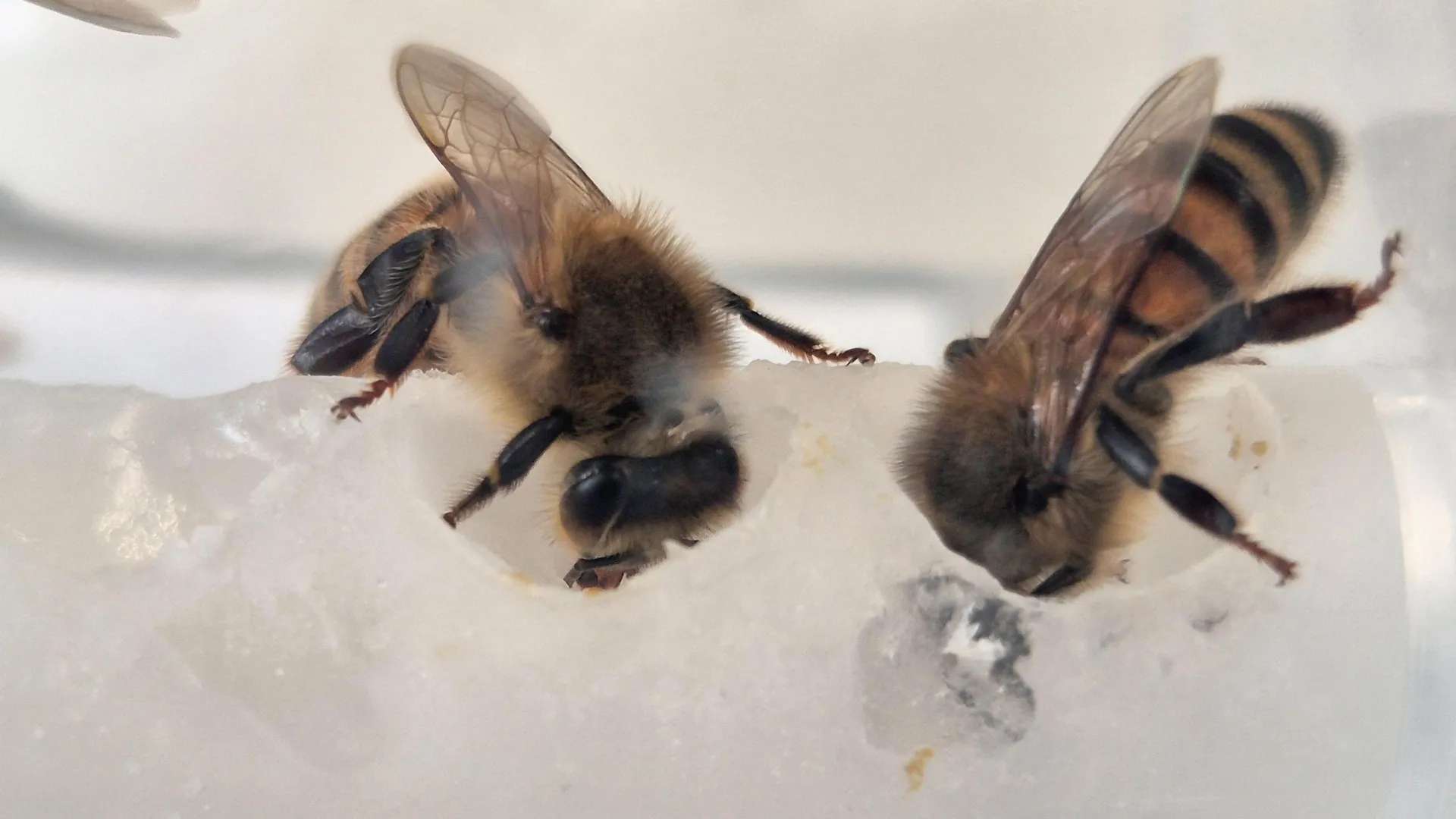 image for Scientists found the missing nutrients bees need — Colonies grew 15-fold