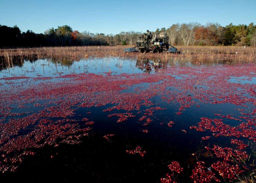 image for From Cranberries to Conservation: How Massachusetts is Transforming Declining Bogs into Thriving Wetlands that Protect Wildlife, Clean Water, and Inspire a Greener Future