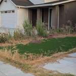 image for [OC] My neighbor's "perfect, maintenance-free" artificial lawn.