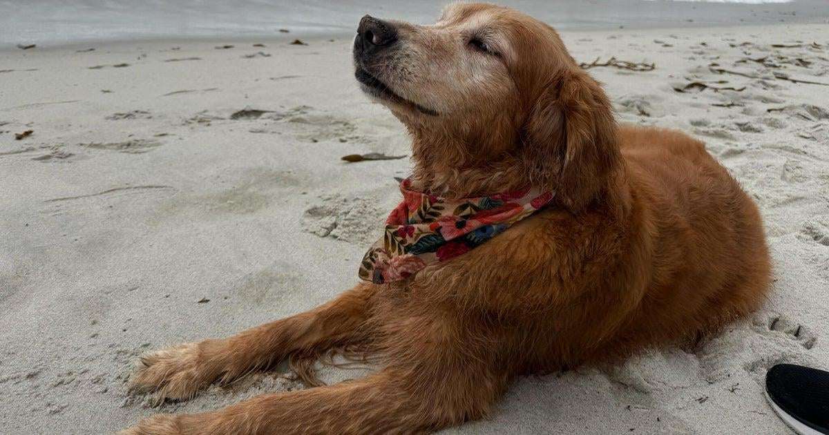 image for A golden success: Dog's terminal cancer diagnosis dropped after UC Davis clinical trial