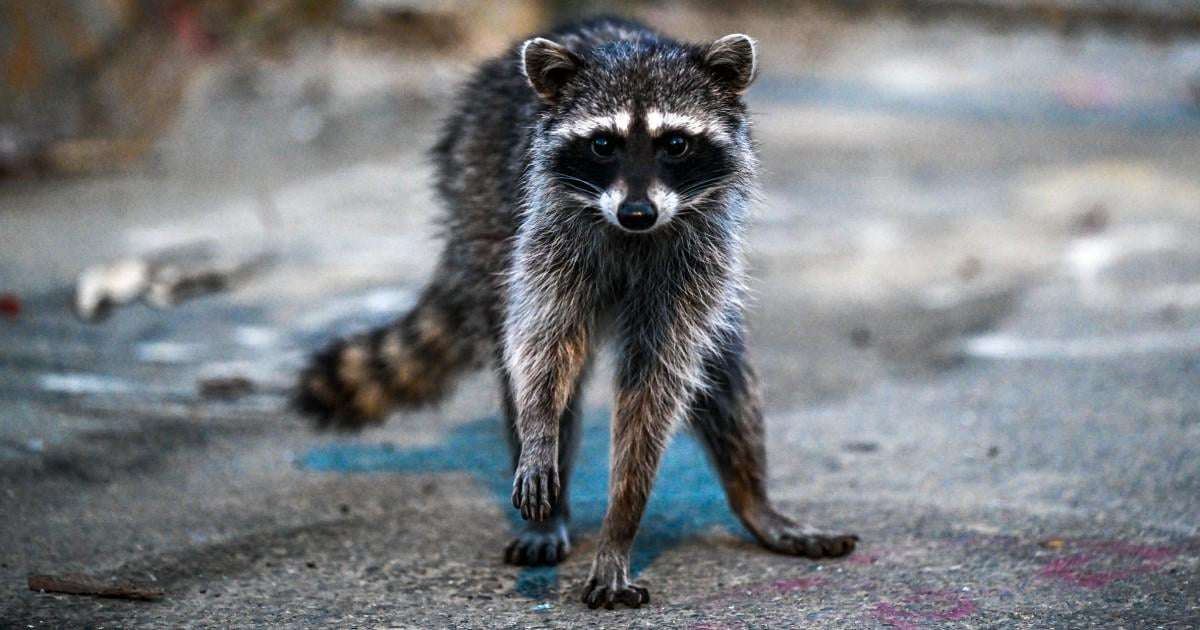image for Outbreaks of rabies rising across the U.S., CDC surveillance suggests