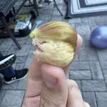 image for peeled this fig and got Trump