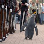 image for [OC] USA be Warned: Norwegian Major General Sir Nils Olav III, Baron of Bouvet Island is Ready 4 U!