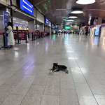 image for This stray dog chilling in the Cartagena Colombia airport.