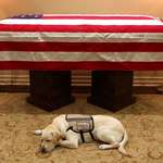 image for Sully, the service dog of former U.S. President George H.W. Bush, lying in front of his casket.