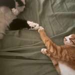 image for [OC] My cats replicating the painting of Creation of Adam