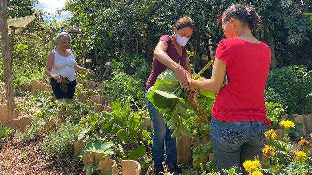 image for 'I had no idea it would snowball this far': Why a Brazilian favela facing eviction decided to go green
