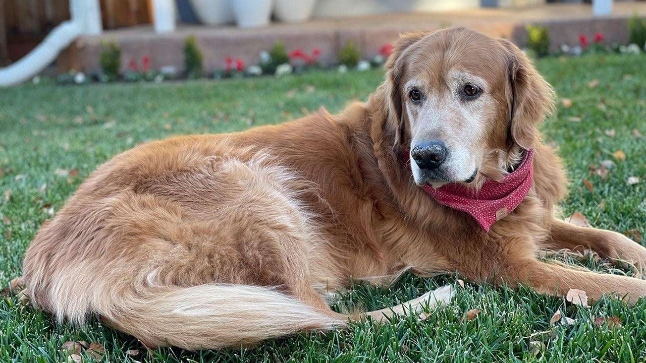 image for Dog given less than 6 months to live cured of cancer after clinical trial