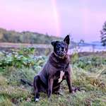 image for Golden Girl at the Golden Hour [OC]