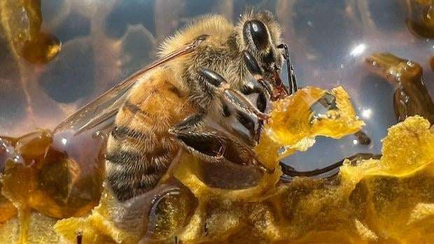 image for Thousands of 'robber bees' invade B.C. apiarist's shop in attempted honey heist