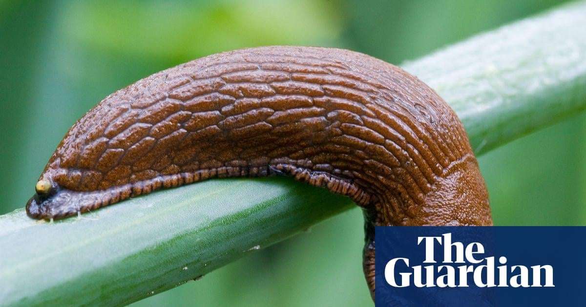 image for Doorbell prankster that tormented residents of German apartments turns out to be a slug