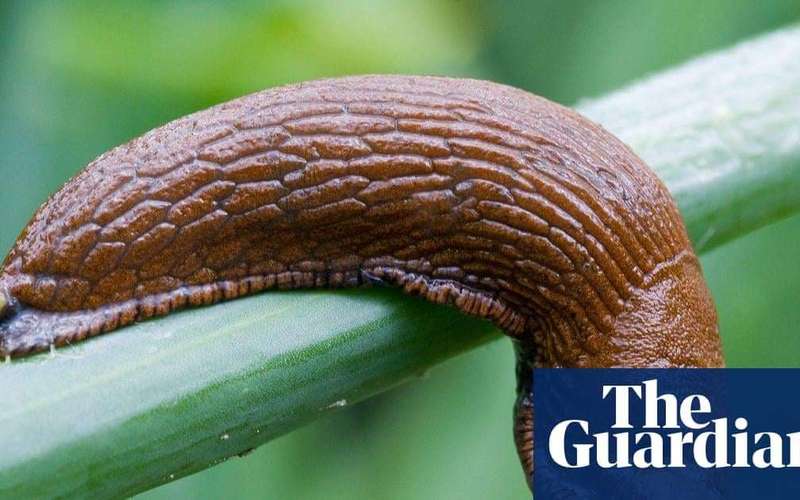 image for Doorbell prankster that tormented residents of German apartments turns out to be a slug