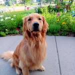 image for A Good Boy