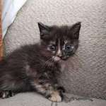 image for Got a new cat today need classy or goofy names