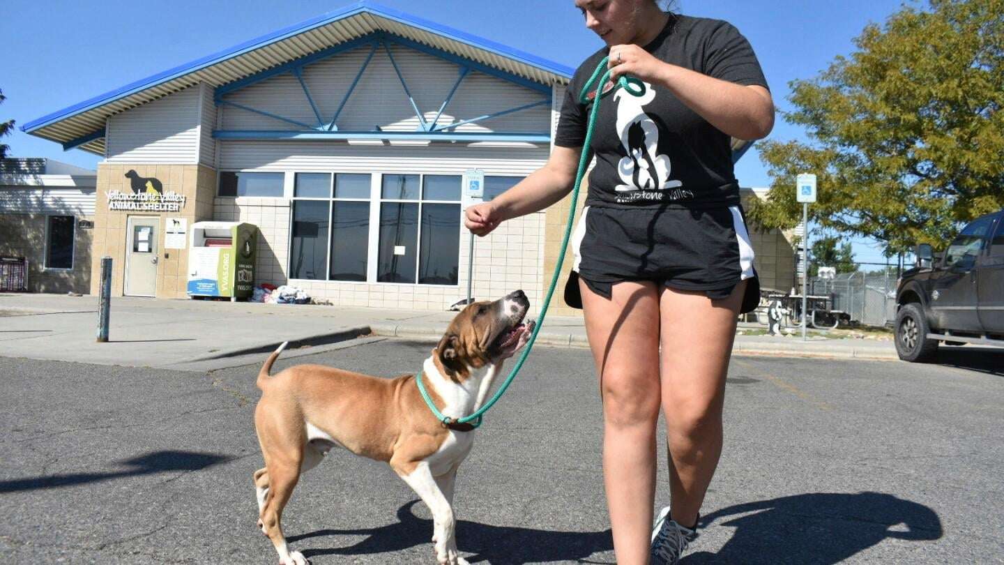 image for Meth burn by FBI smokes out Montana animal shelter