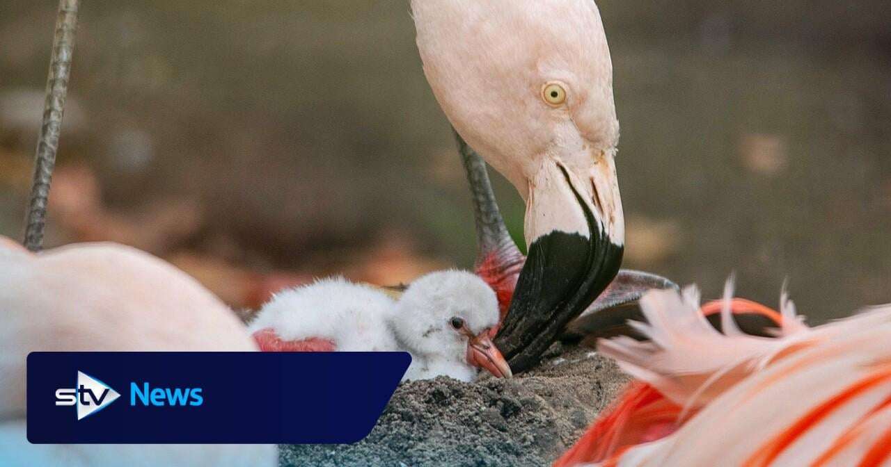 image for Zoo welcomes first baby flamingo in almost a decade