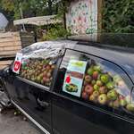 image for At our local village farm festival, you can guess how many apples are in this car and win a giveaway