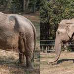 image for How Elephants’ Bodies Are Damaged by Tourist Rides