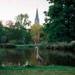 image for [OC] Blue Heron in Amsterdam
