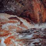 image for The Salmon have started heading up the Glens to spawn. Managed to catch one jumping!
