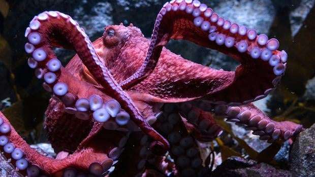 image for Beloved California octopus showered with love and farewells as she spends final days caring for eggs