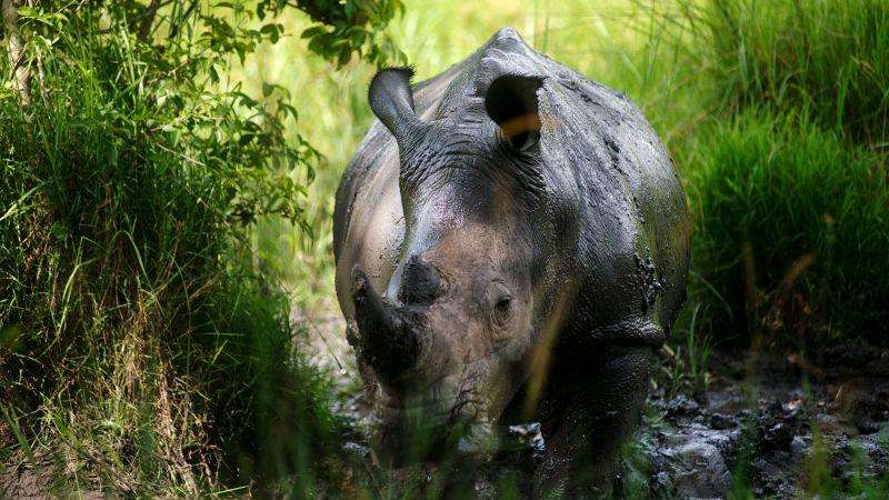 image for Rhinos went extinct in Uganda 40 years ago. Now, a private ranch is home to almost 50