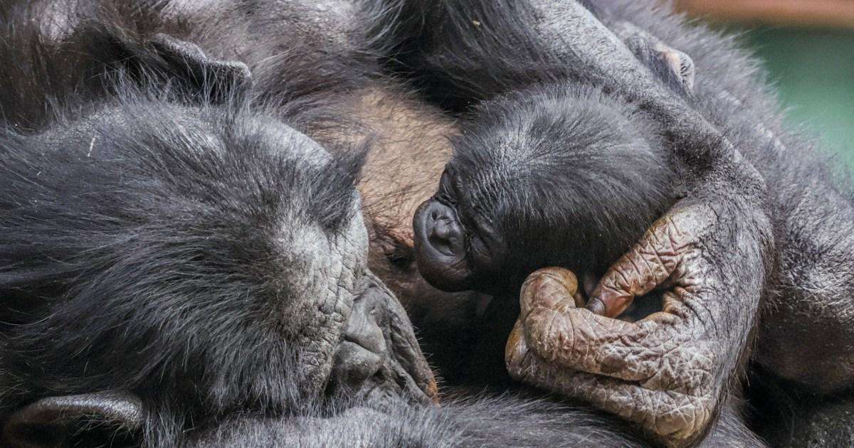 image for Endangered bonobo born at Twycross Zoo branded ‘extraordinary moment’