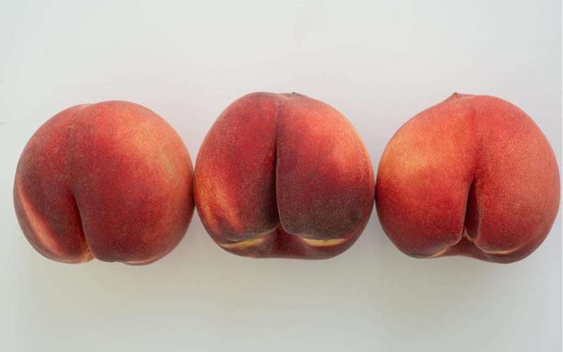 image for The First Buttholes Might Have Been for Sperm Instead of Poop