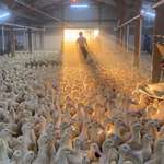 image for [OC] Ducks - I used to work on a duck farm and this is my coolest pic #quack