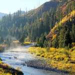 image for Deer crossing the river this morning in Wyoming. Taken while bundled up in my campervan's bed. (OC)