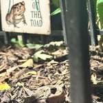 image for (OC) This is Franklin. He’s been living in my garden for 2 years now. Just got the sign today