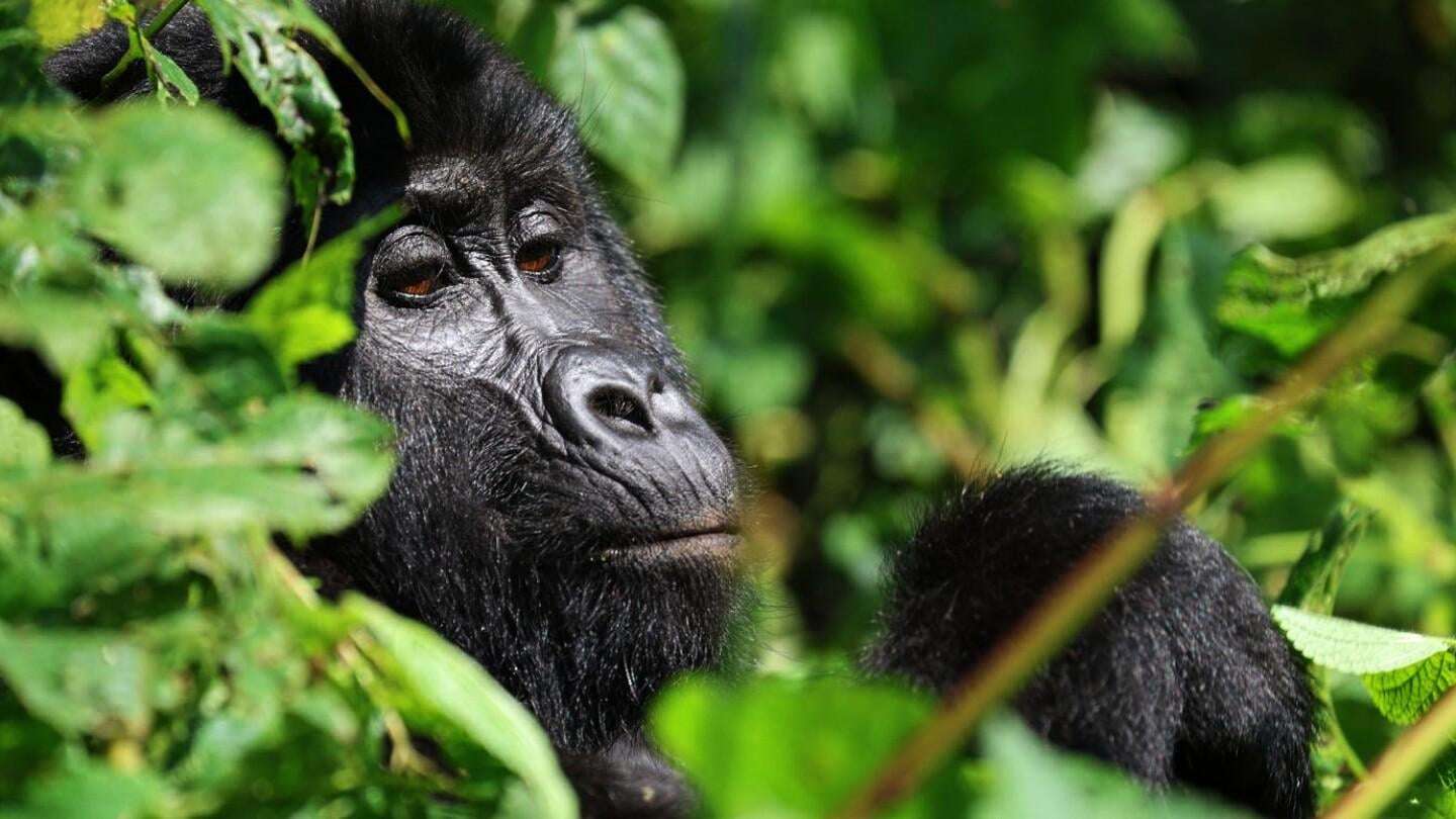 image for Tourism is helping Uganda’s endangered mountain gorillas make a comeback