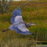 image for Finally got the waiting for it and tracking shot on a blue heron. Nothing unique. But damn I got it