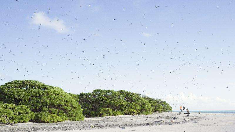 image for Restoration project eliminates rats from two islands in the North Pacific
